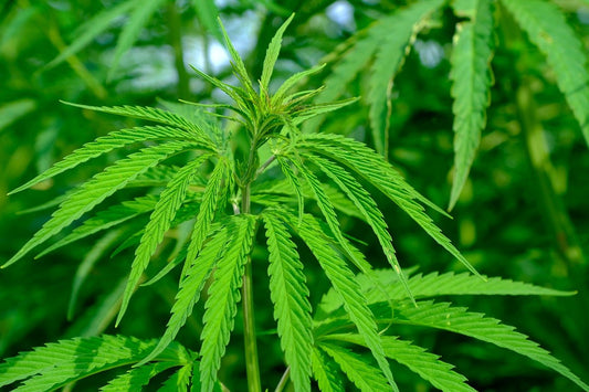 What is Hemp Fabric Benefits?