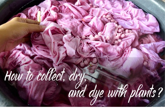 Introduction to Dying with Plants: How to collect, dry, and dye with plants?