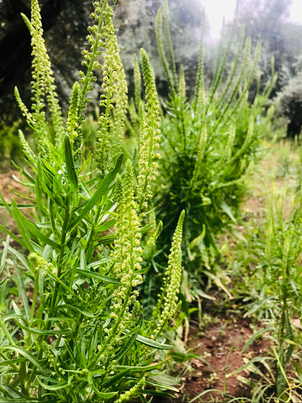 Weld - Reseda Luteola L. Powder