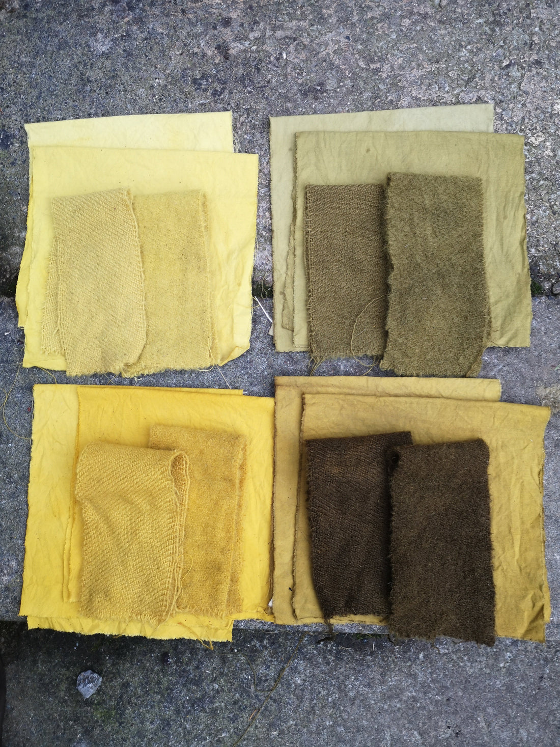 Fabric swatches dyed with buckthorn seed powder in yellow, gold and olive shades